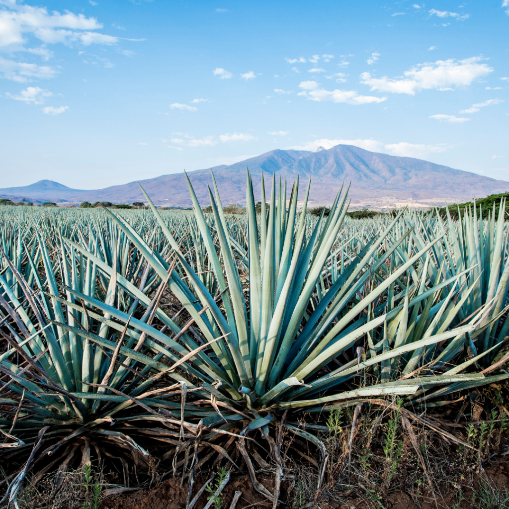 TOUR TEQUILA, JALISCO, MEXICO